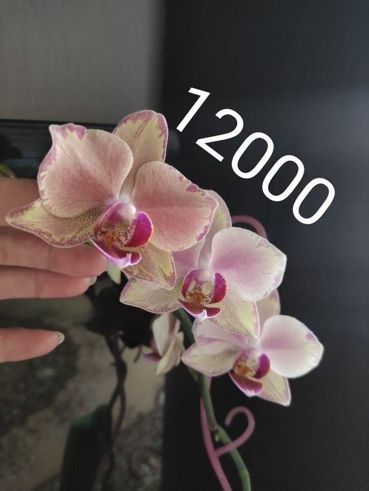 Орхидея фаленопсис.