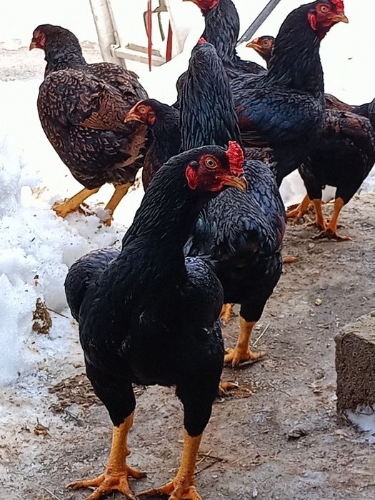 Vând ouă de incubat de la găini de rasă combatant indian