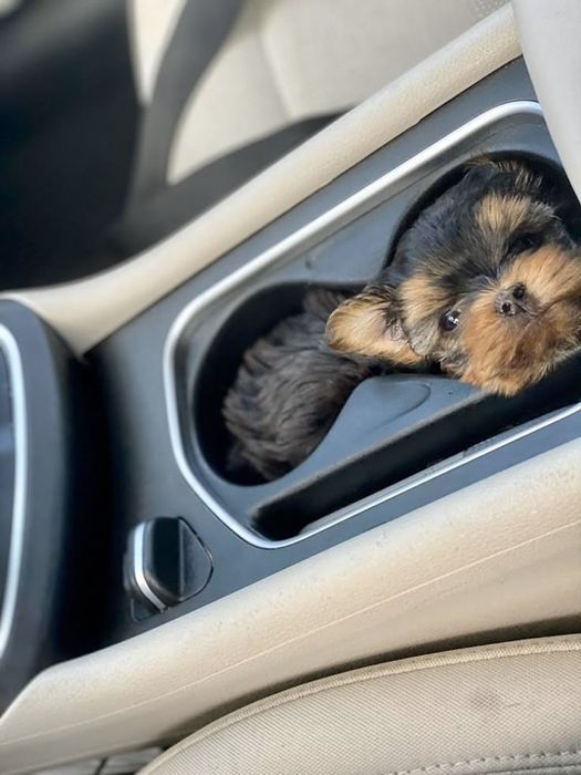 Yorkshire terrier talie mica