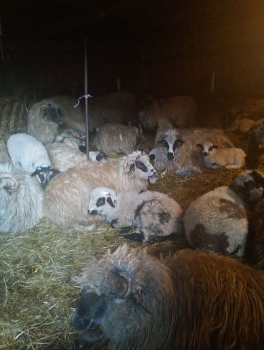 Oi, cârlani, berbec și capre