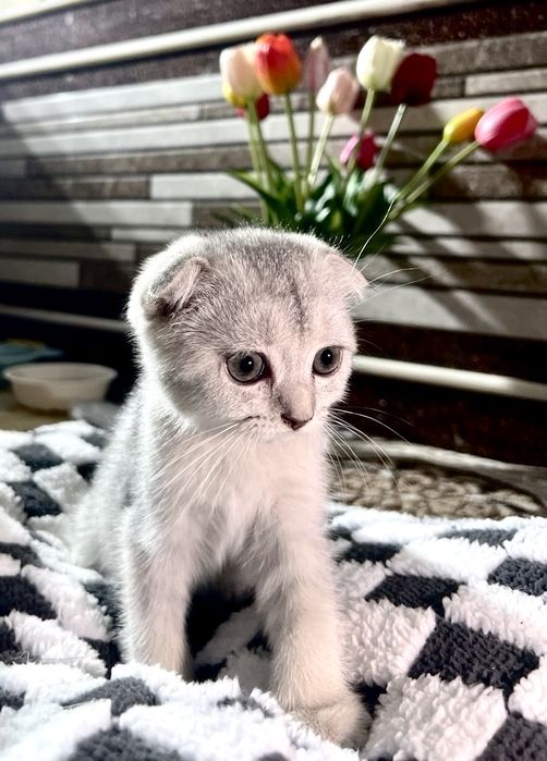 Scottish Fold va Scottish Straight