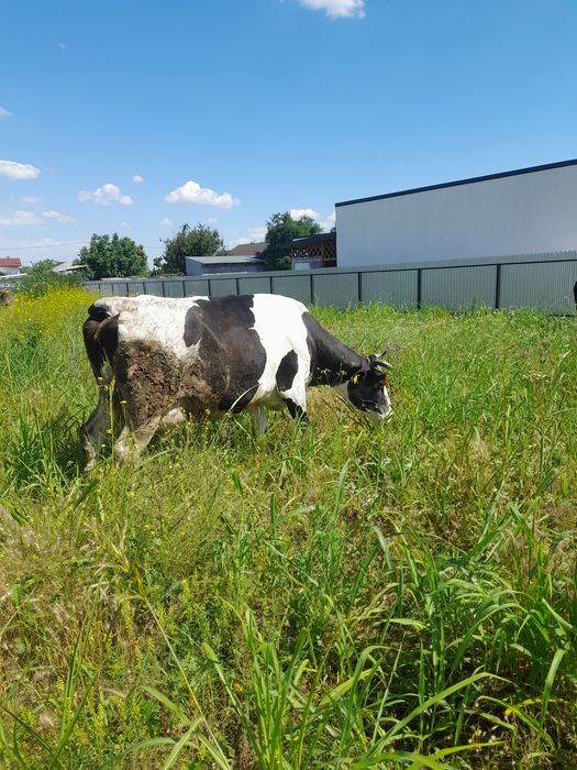 Vând vaca cu lapte