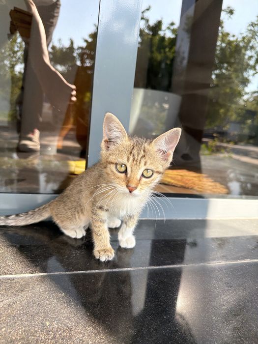 Котята 1-2 месяцев ищут хорошего хозяина