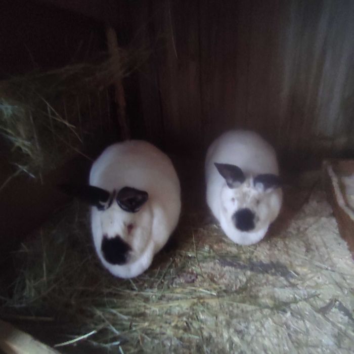 Калифорниици зайци