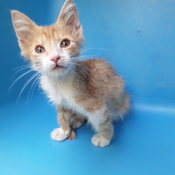Рыженький 2-х месячный котёнок( кот)