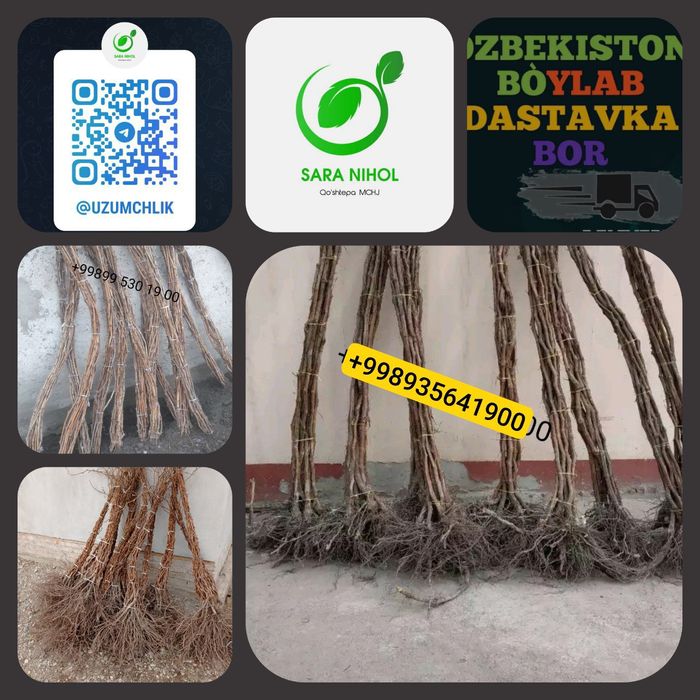 Сизларга 100% ишочли нихолларимизни таклиф қиламиз