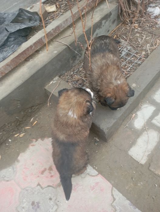 Канден кушыктеры кабаган