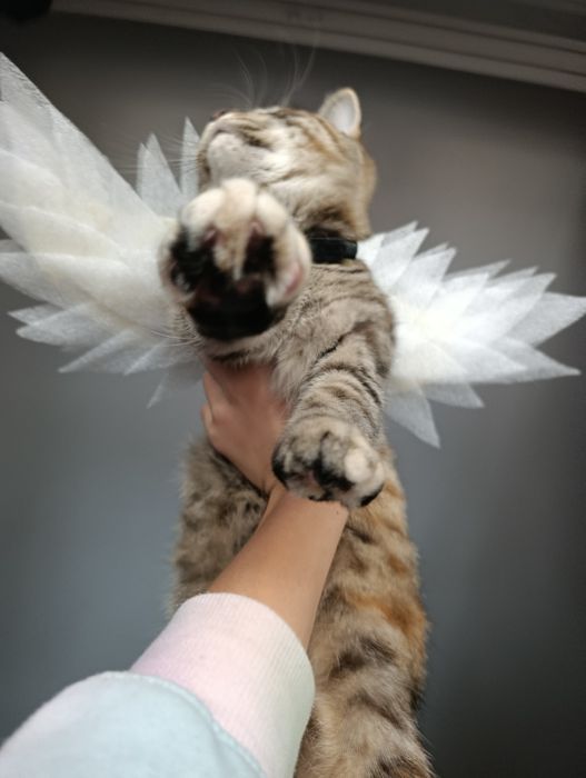 Крылья ангела для кота