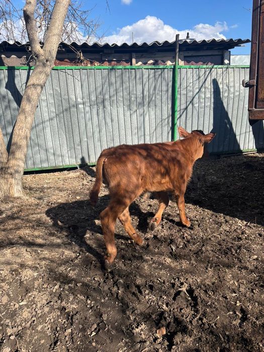 Сиыр бұзауымен Корова с телёноком