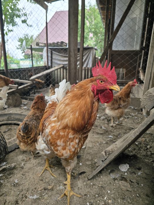 Продам годовалого петуха