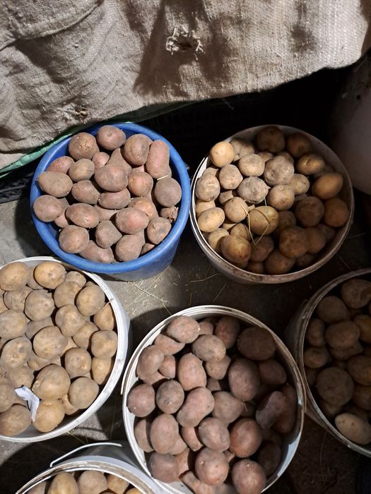 Картофель семенной