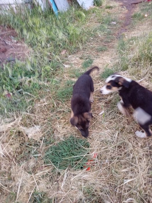 Отдам щенков девочки