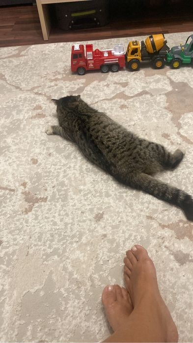 Отдам кошечку хорошим и добрым людям.