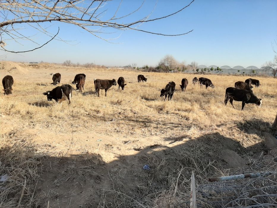 Ферма сотилади 10 хона уйи 3 гектар боги бор