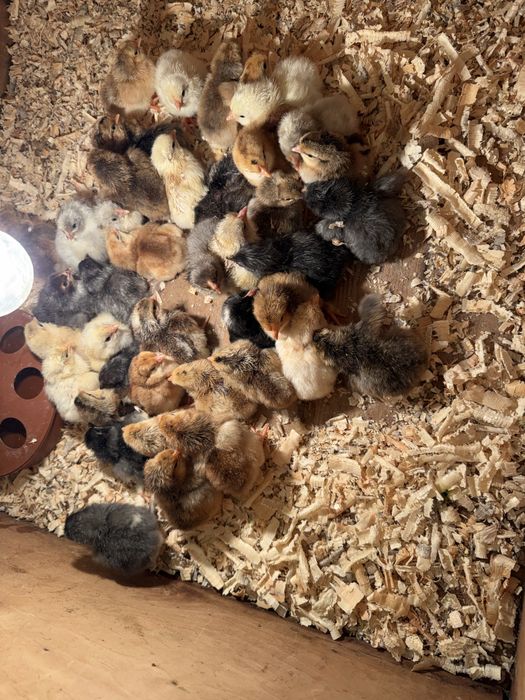 Малки пиленца от свободни селски кокошки