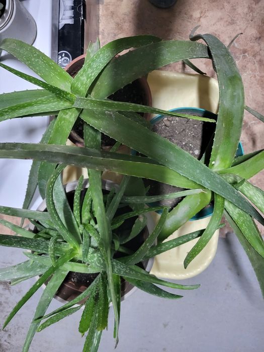 Алоэ лечебное, столетник от 1000 т .