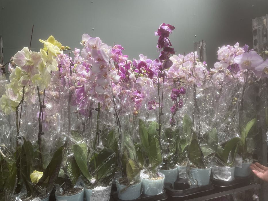 Орхидея разноцветные