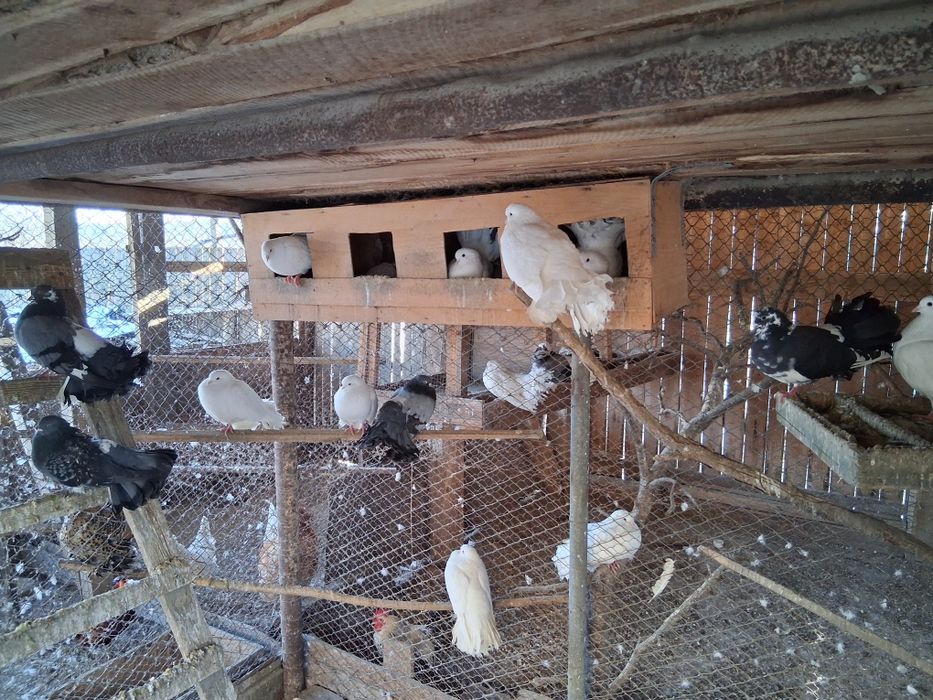 Vand porumbei Curcani de ornament 30 lei bucata