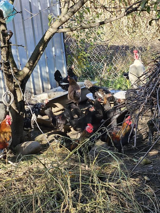 Găini americane schimb