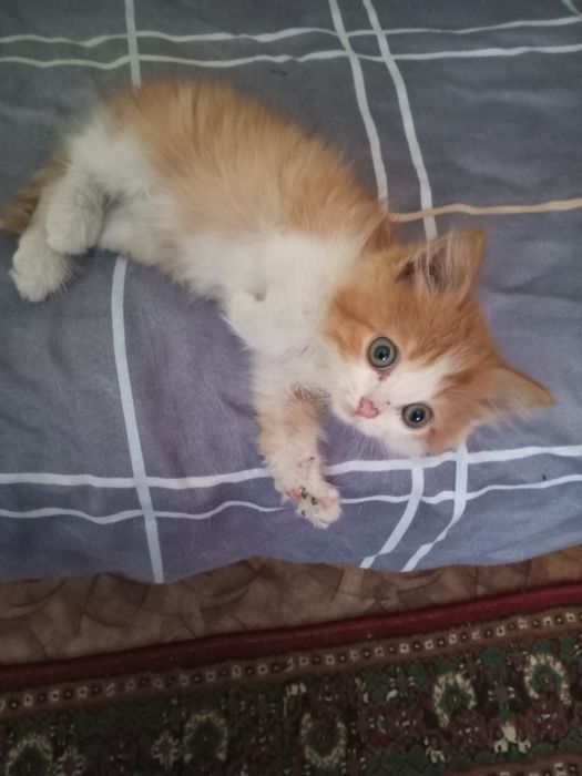 Отдам вдобрые руки