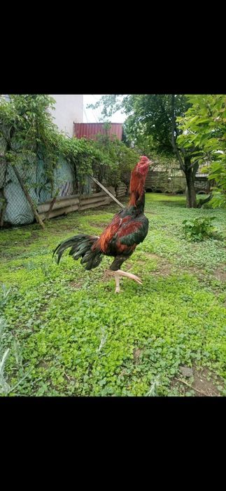 Продаю петухов даканов