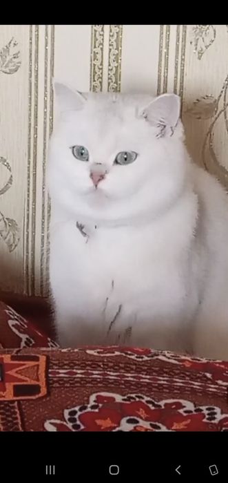 Шотландский скотиш фолд