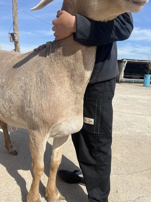 Арашан қошқар 2 мил