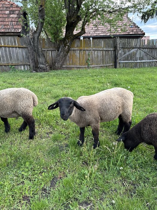 Berbecuti suffolk