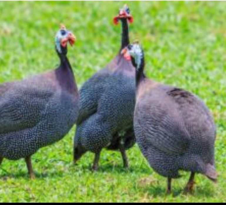 Bibilici de carne rasă super grea  și boboci Mulard și Pekin