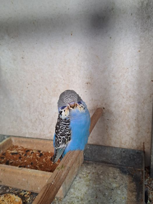 Выставочные попугаи!