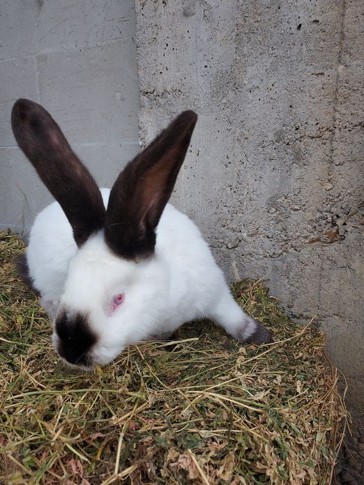 De vânzare uriaș de Transilvania