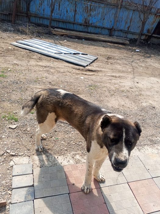 Алабай срочна сатылады