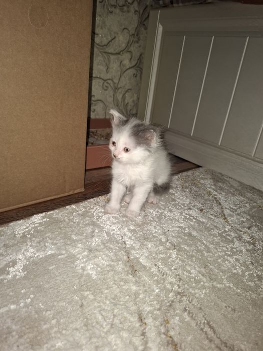 Дарю котят бесплатно