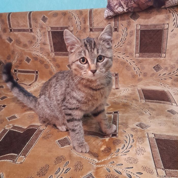 Отдам в добрые руки котят мальчика и девочку