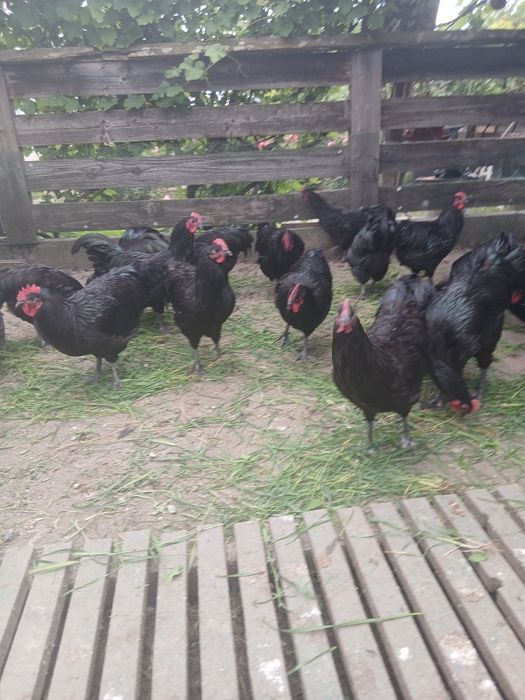 Cocosi australorp  varsta 5 luni și 12 zile