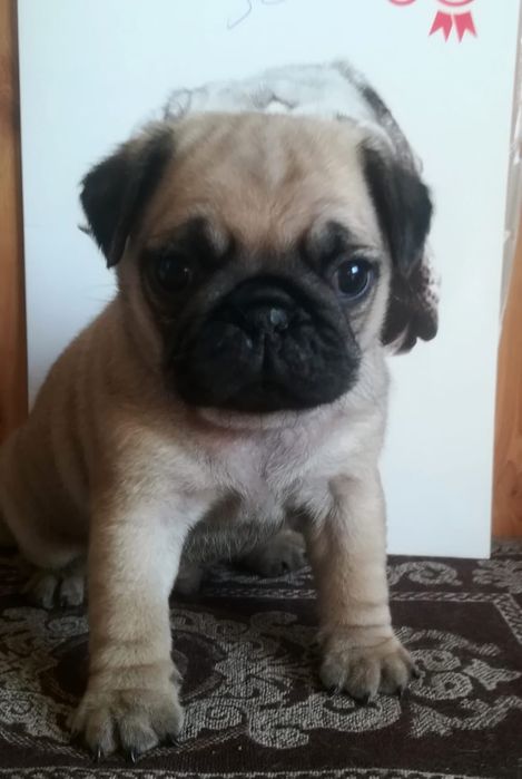 Мопсики с документами