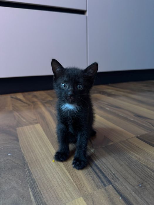 Отдам котят Турецкой Ангоры!