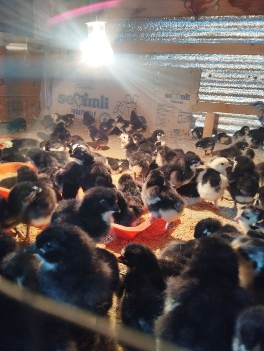 Инкватор 600 талик автамат