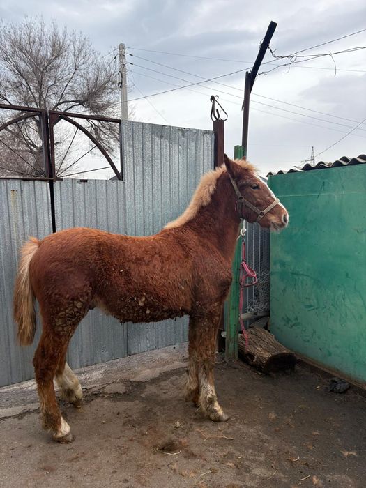 Продам жеребёнка полу тяж 6 месяцев