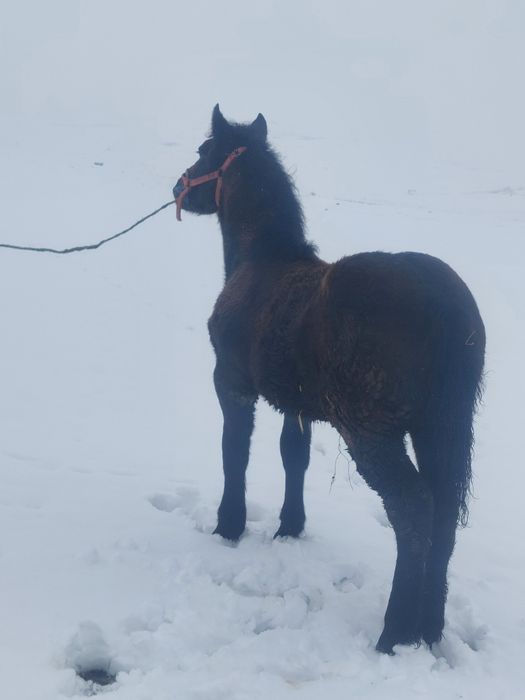 Vand mânz de 5 luni