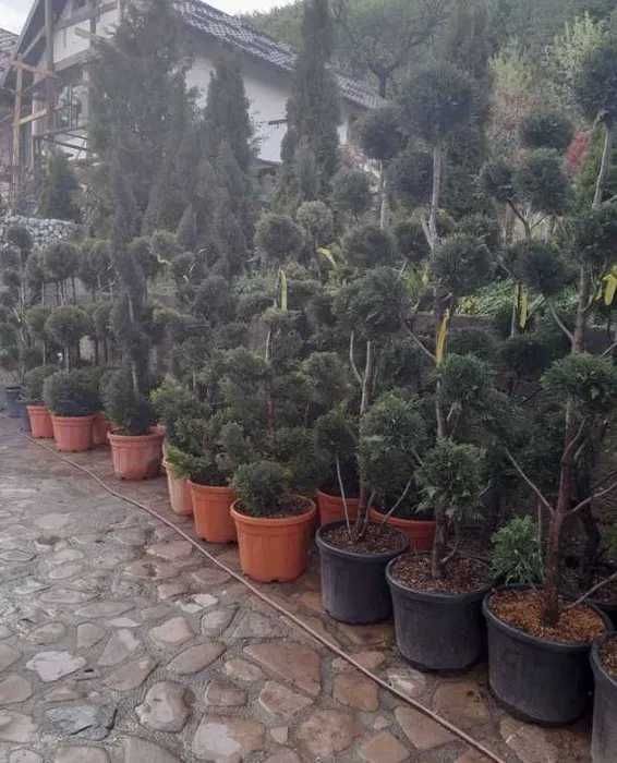 Foarte multe plante pe stoc! Amenajări grădini cu transport la poartă