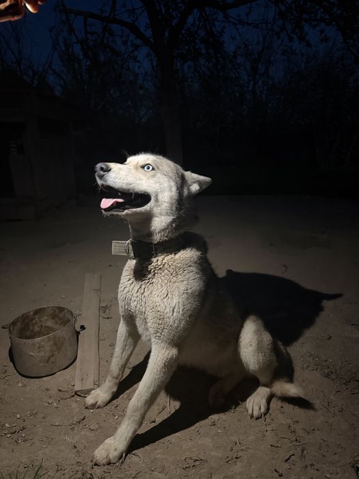 Нужна самка хаски