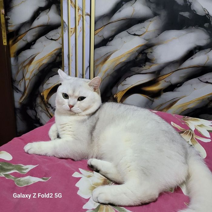 Не продаётся. Вязка. Британский чистокровный кот.