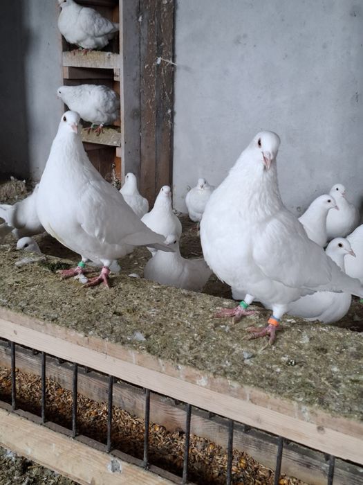 Vand porumbei Hubble