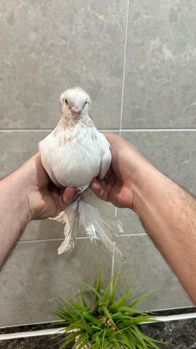 Продам самца гульбадама