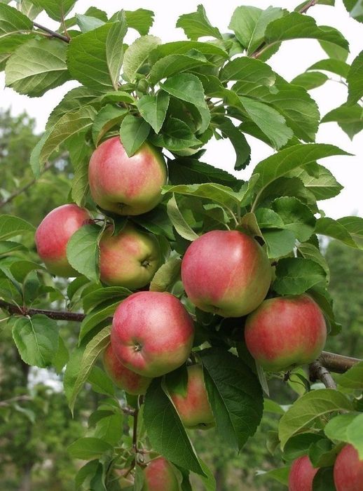Pomi Fructiferi Pitici Dwarf la ghiveci
