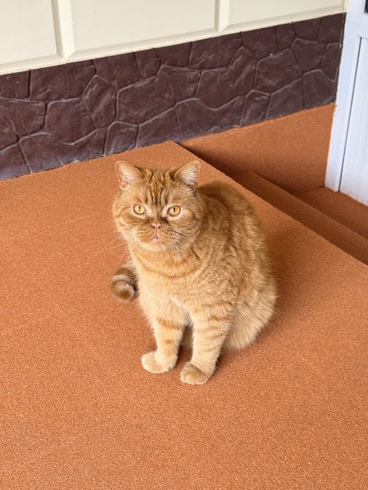 Кошка породы Скоттиш страйт