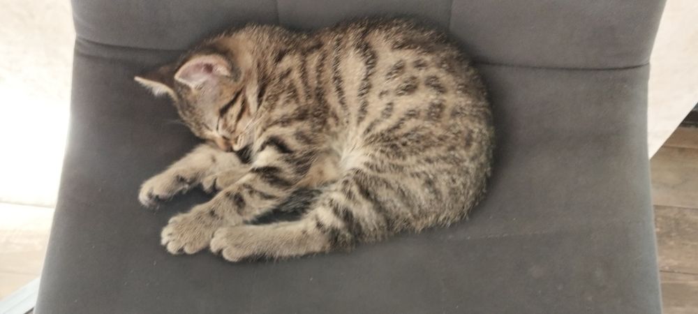 Отдам котёнка мальчика