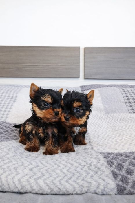 Yorkshire terrier toy