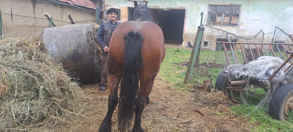 iapă de 6 ani forte cuminte